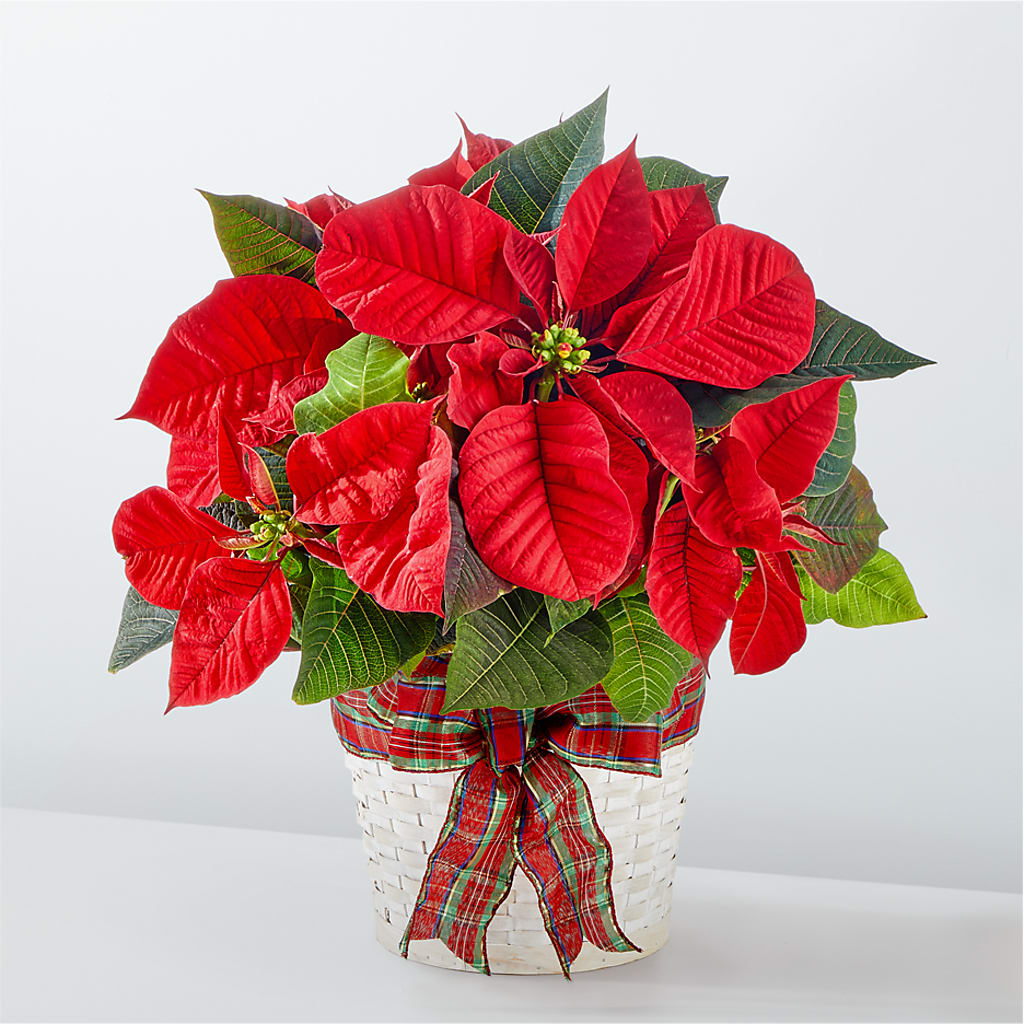 Happiest Holidays Poinsettia – Yadilynn Flowers Llc, Orange CA