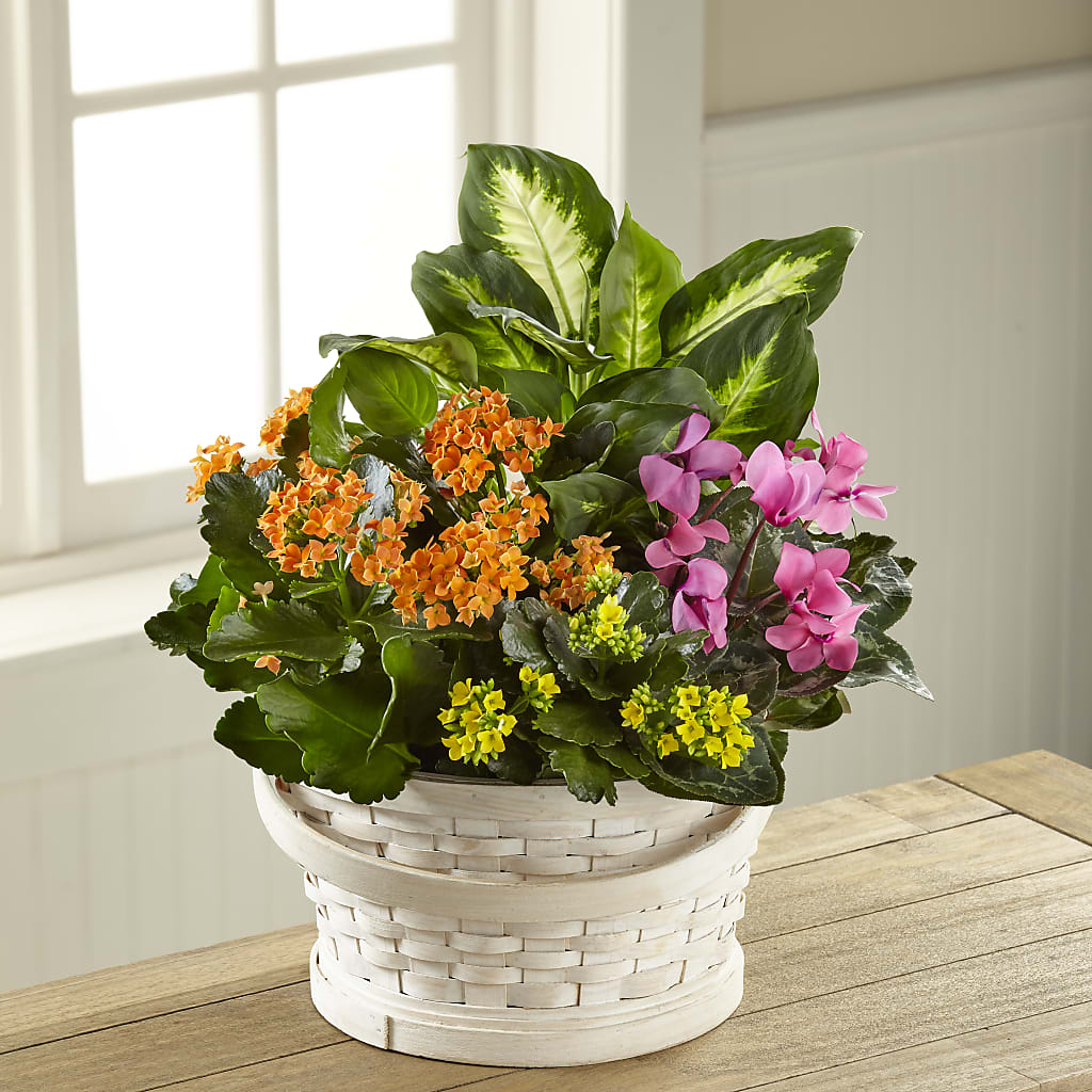 Color Crush Dishgarden – Yadilynn Flowers Llc, Orange CA