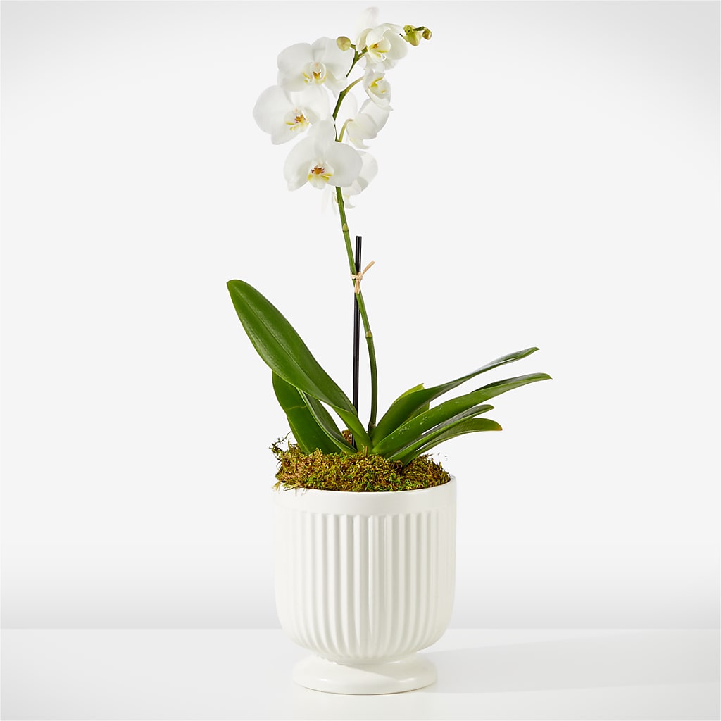 Whispering White Orchid – Yadilynn Flowers Llc, Orange CA