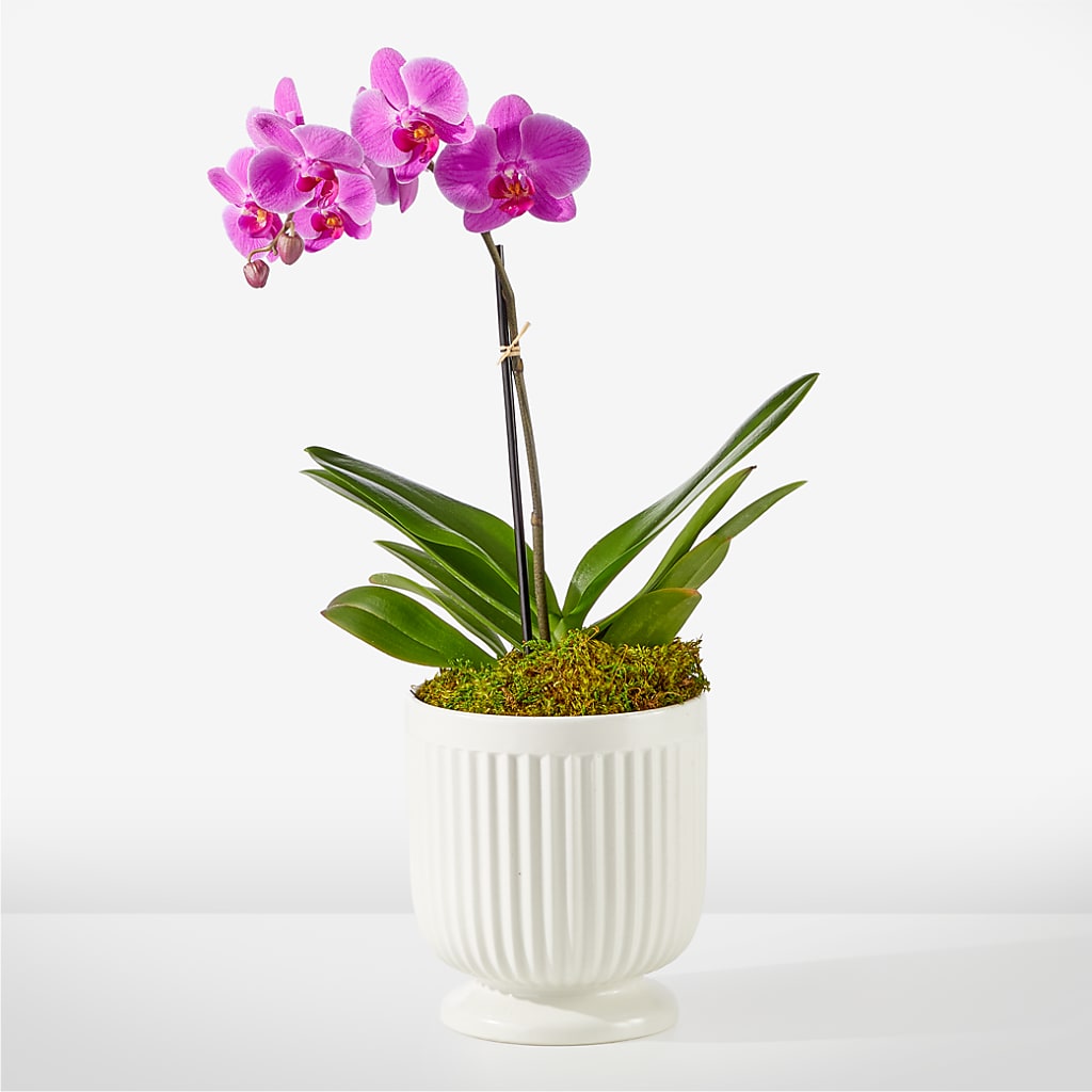 Friendly Fuchsia Orchid – Yadilynn Flowers Llc, Orange CA