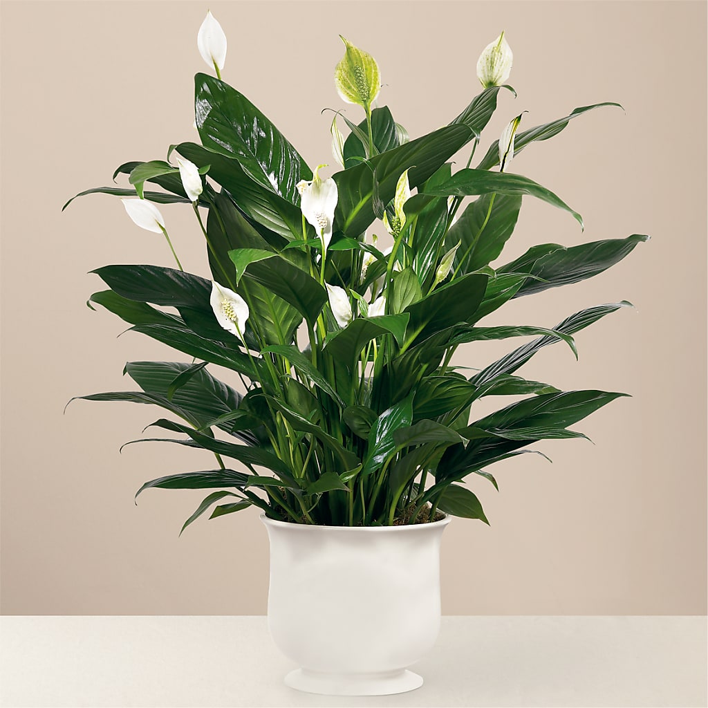 Comfort Planter – Yadilynn Flowers Llc, Orange CA