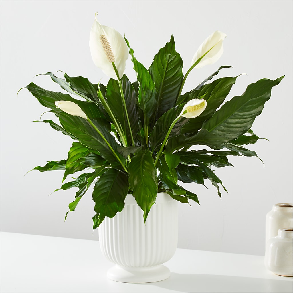 Comfort Planter – Yadilynn Flowers Llc, Orange CA