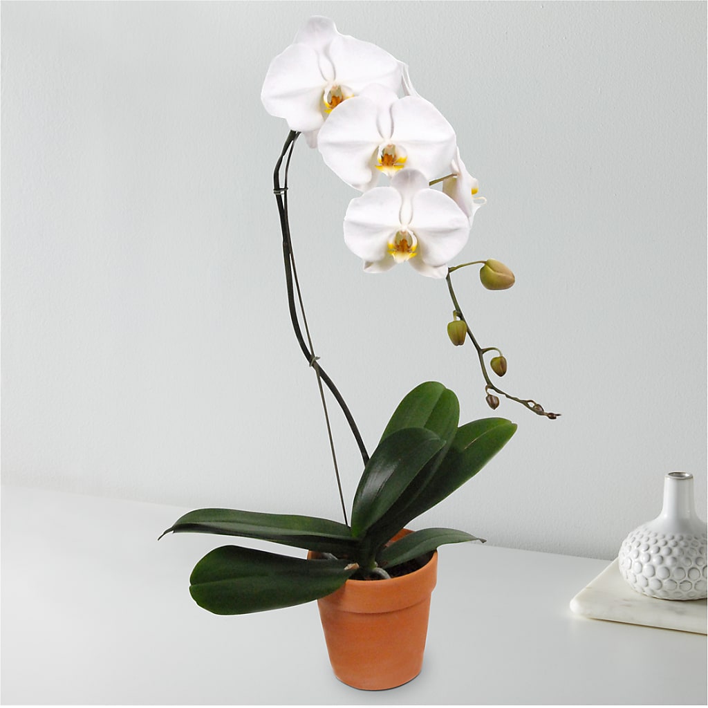 White Cascading Orchid – Yadilynn Flowers Llc, Orange CA