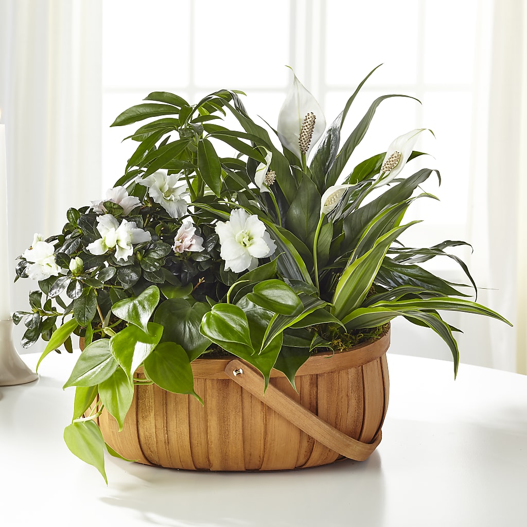 Serene Dishgarden – Yadilynn Flowers Llc, Orange CA