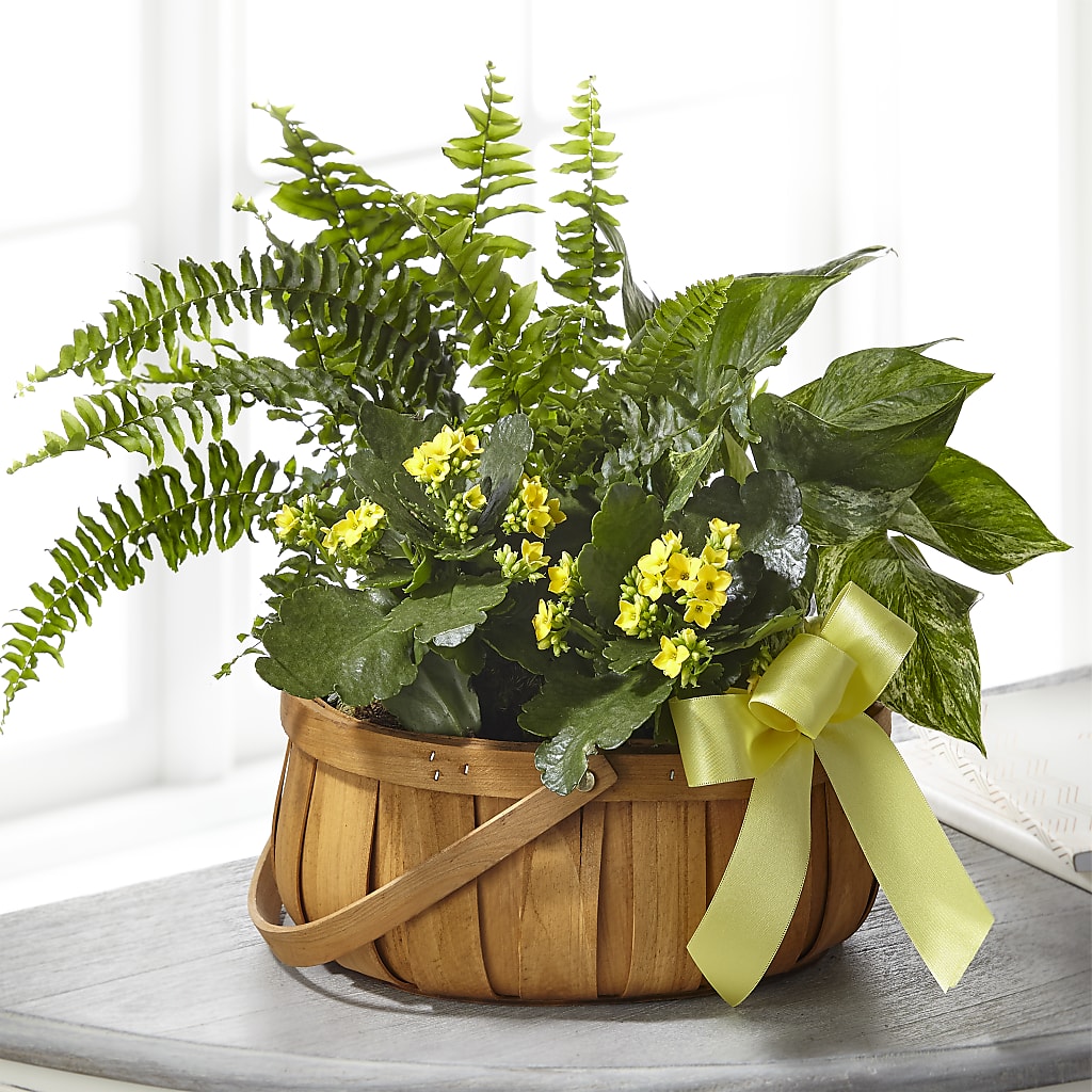 Always Dear Dishgarden – Yadilynn Flowers Llc, Orange CA