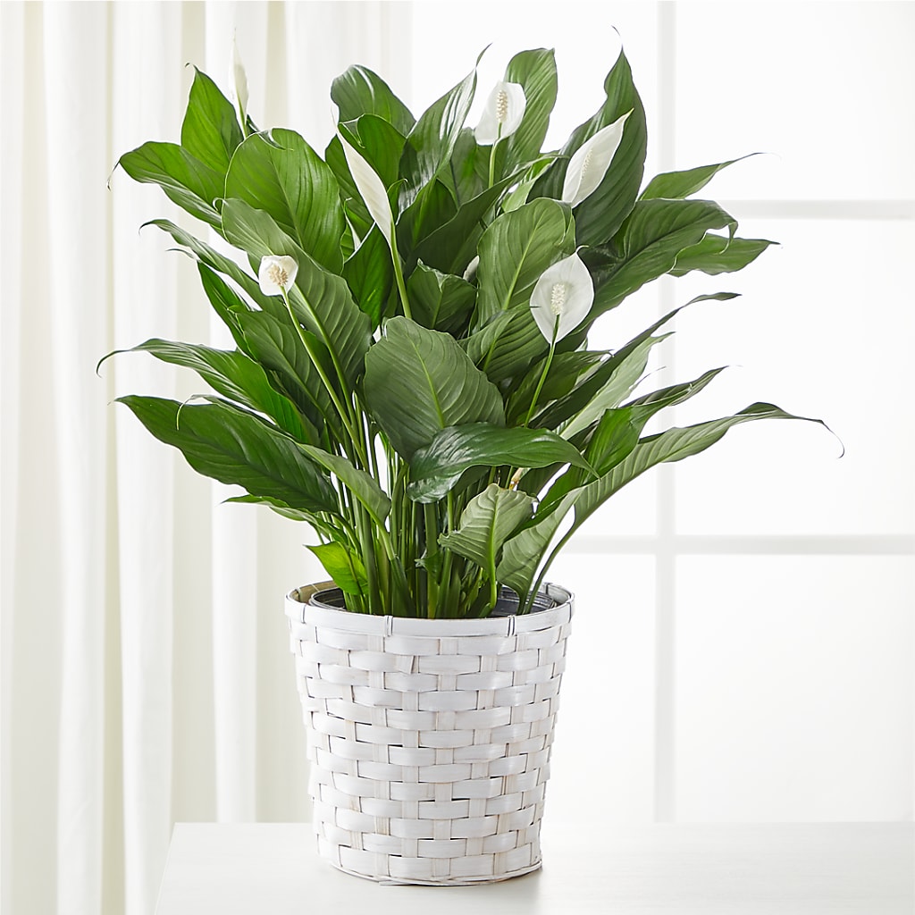 A New Leaf Peace Lily – Yadilynn Flowers Llc, Orange CA