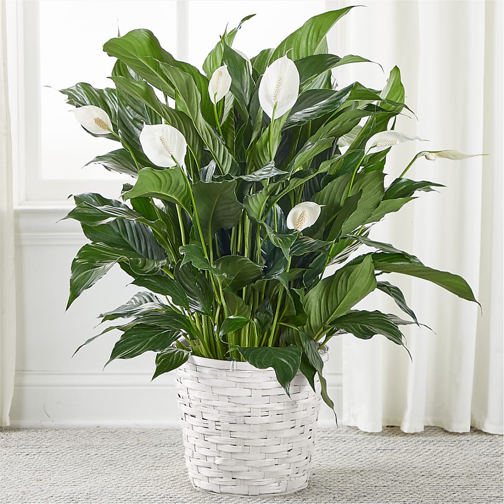 A New Leaf Peace Lily – Yadilynn Flowers Llc, Orange CA