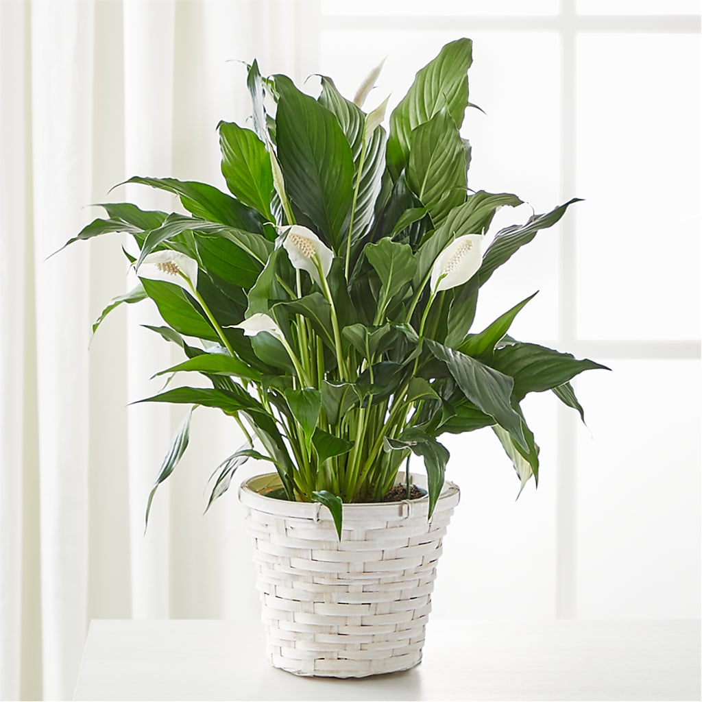 A New Leaf Peace Lily – Yadilynn Flowers Llc, Orange CA