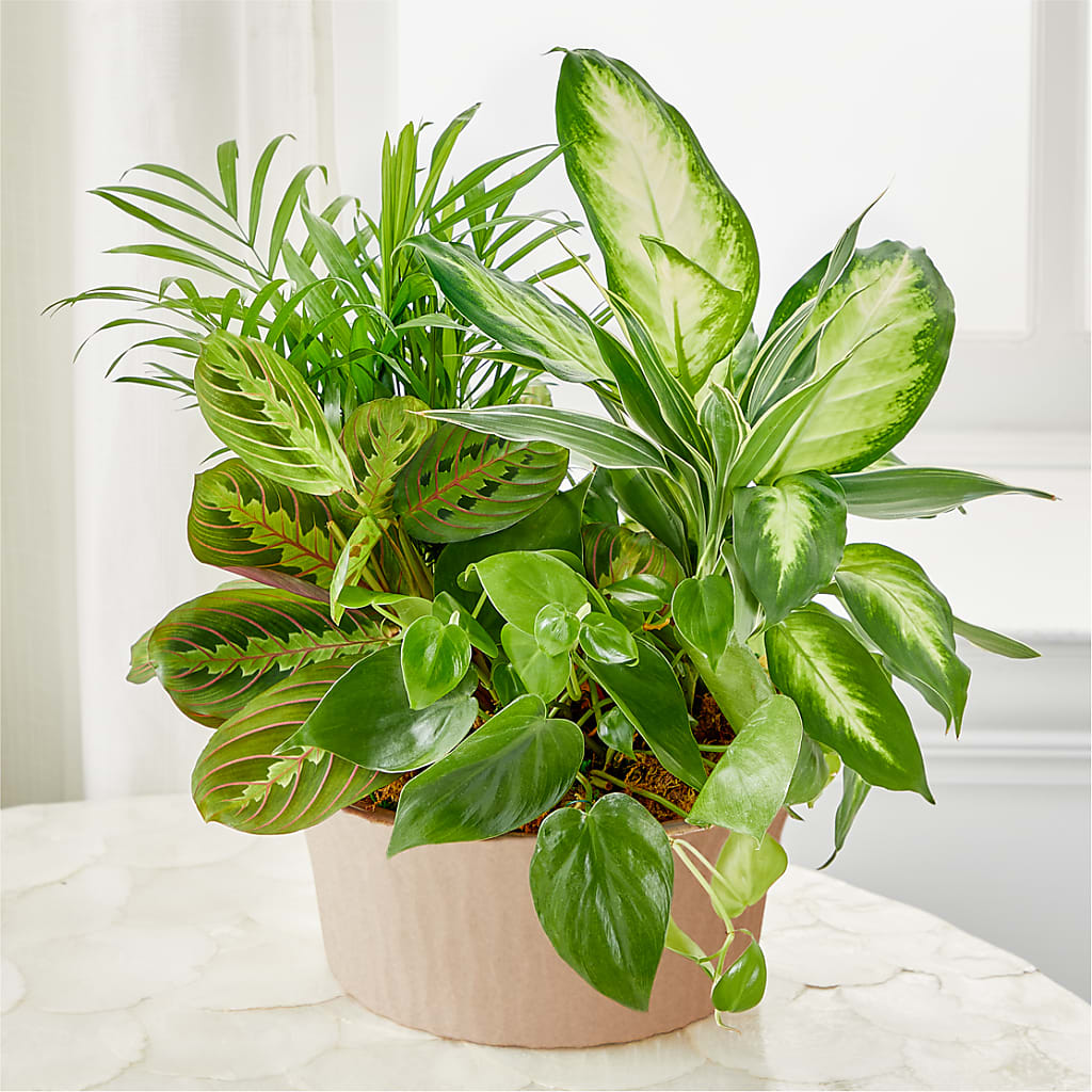 Balance & Harmony Dishgarden – Yadilynn Flowers Llc, Orange CA