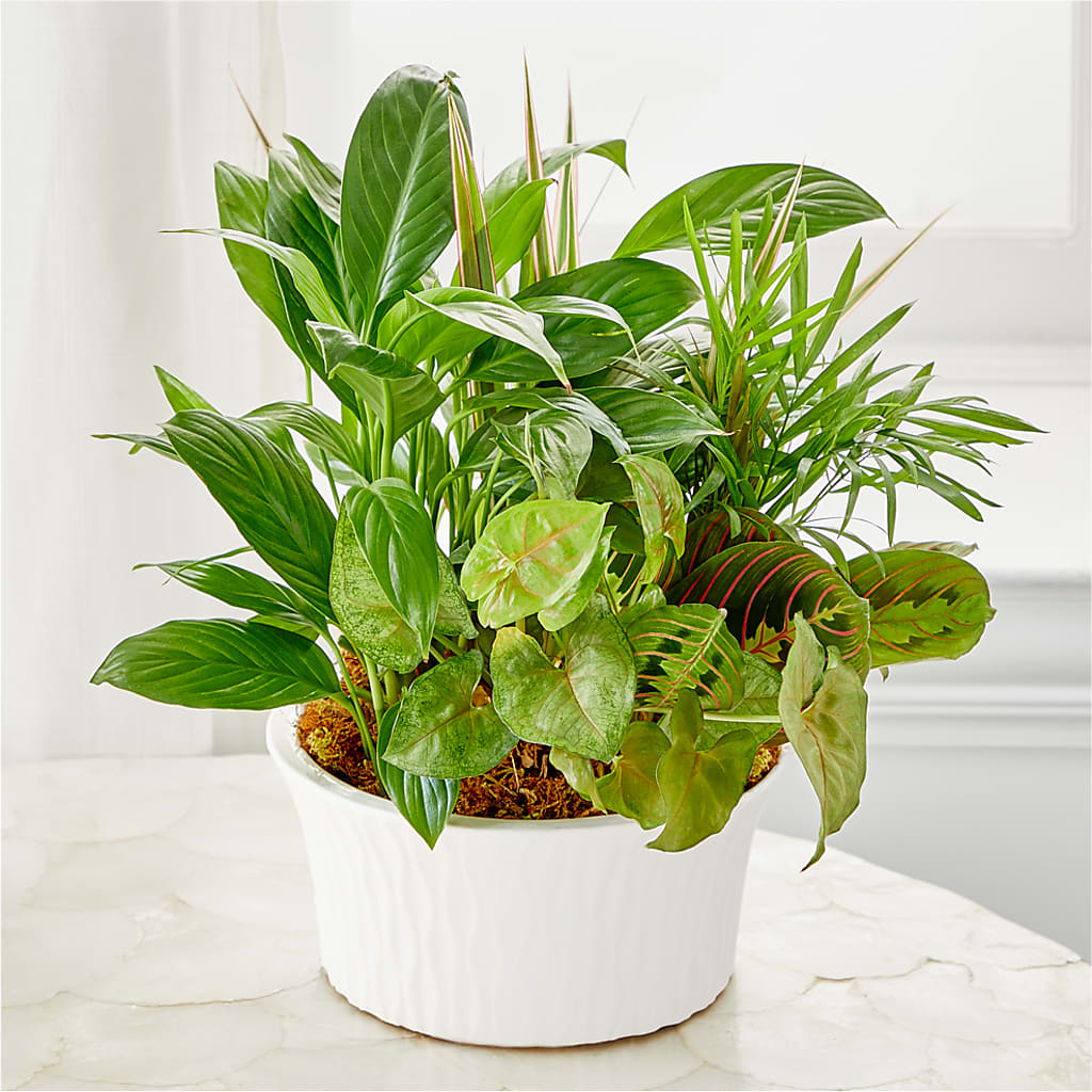 Balance & Harmony Dishgarden – Yadilynn Flowers Llc, Orange CA