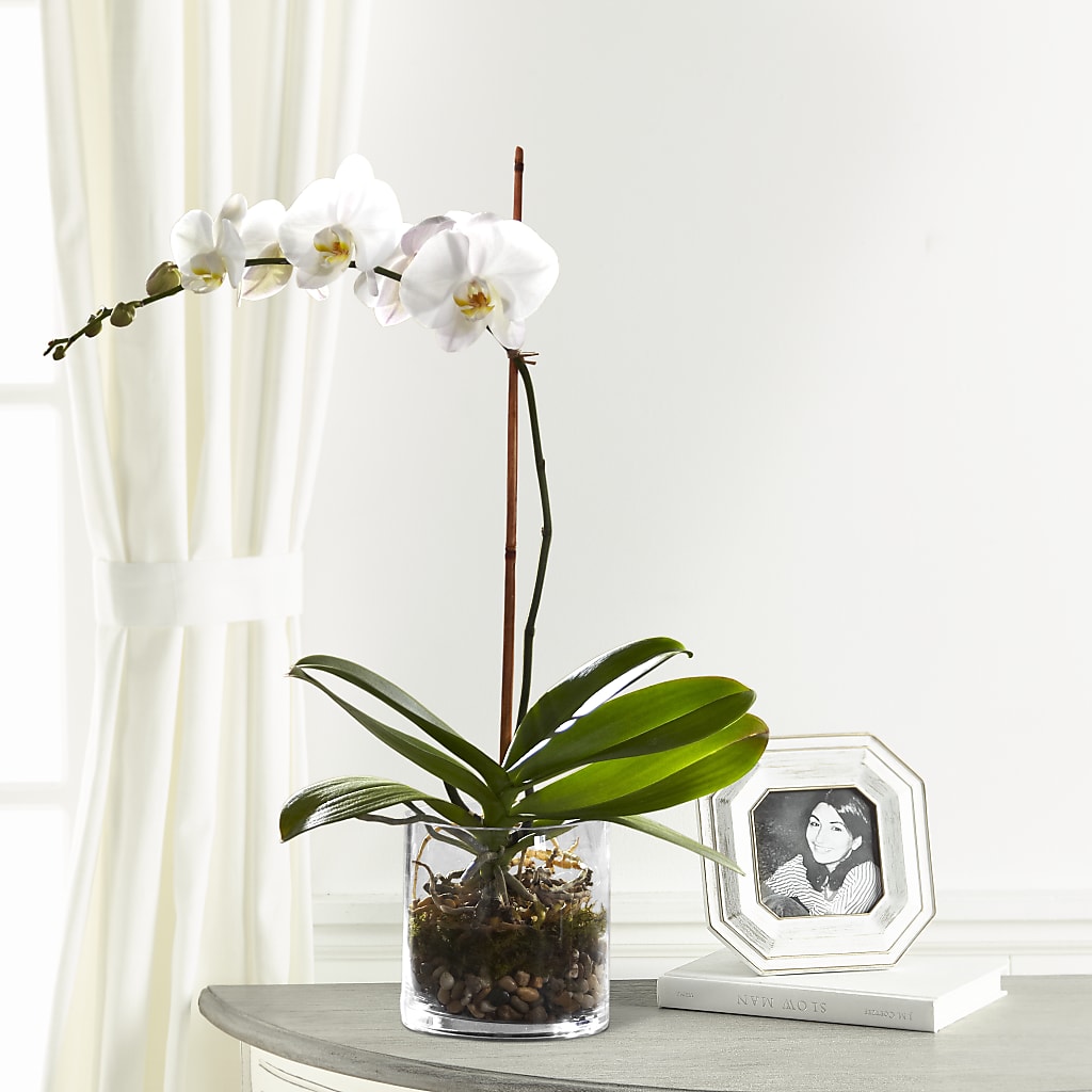 White Orchid Planter – Yadilynn Flowers Llc, Orange CA