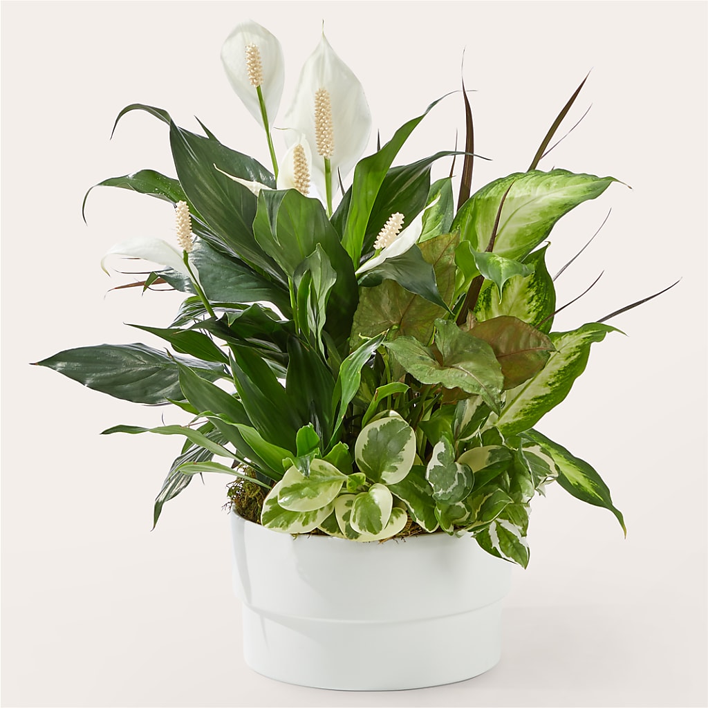 Radiating Positivity Dishgarden – Yadilynn Flowers Llc, Orange CA