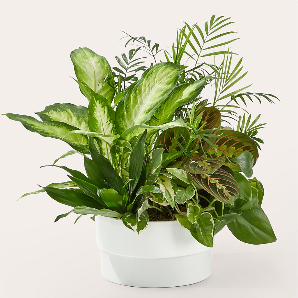 Radiating Positivity Dishgarden – Yadilynn Flowers Llc, Orange CA