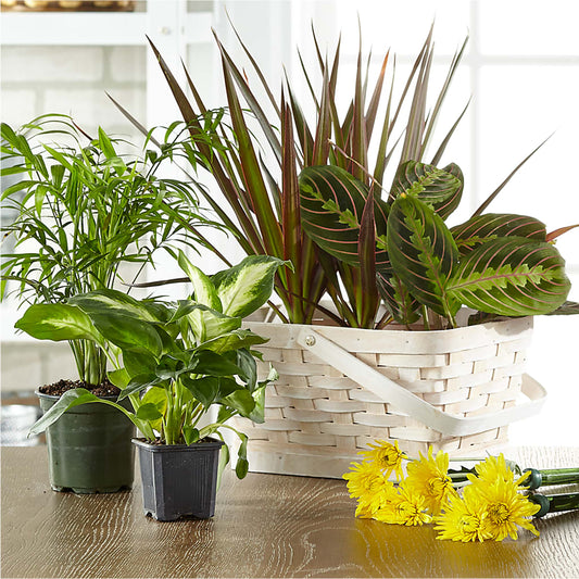 Florist Designed Blooming and Green Plants in a Basket –  Yadilynn Flowers Llc, Orange CA