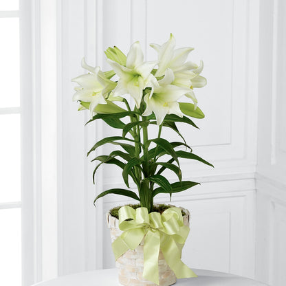 Easter Lily Plant –  Yadilynn Flowers Llc, Orange CA