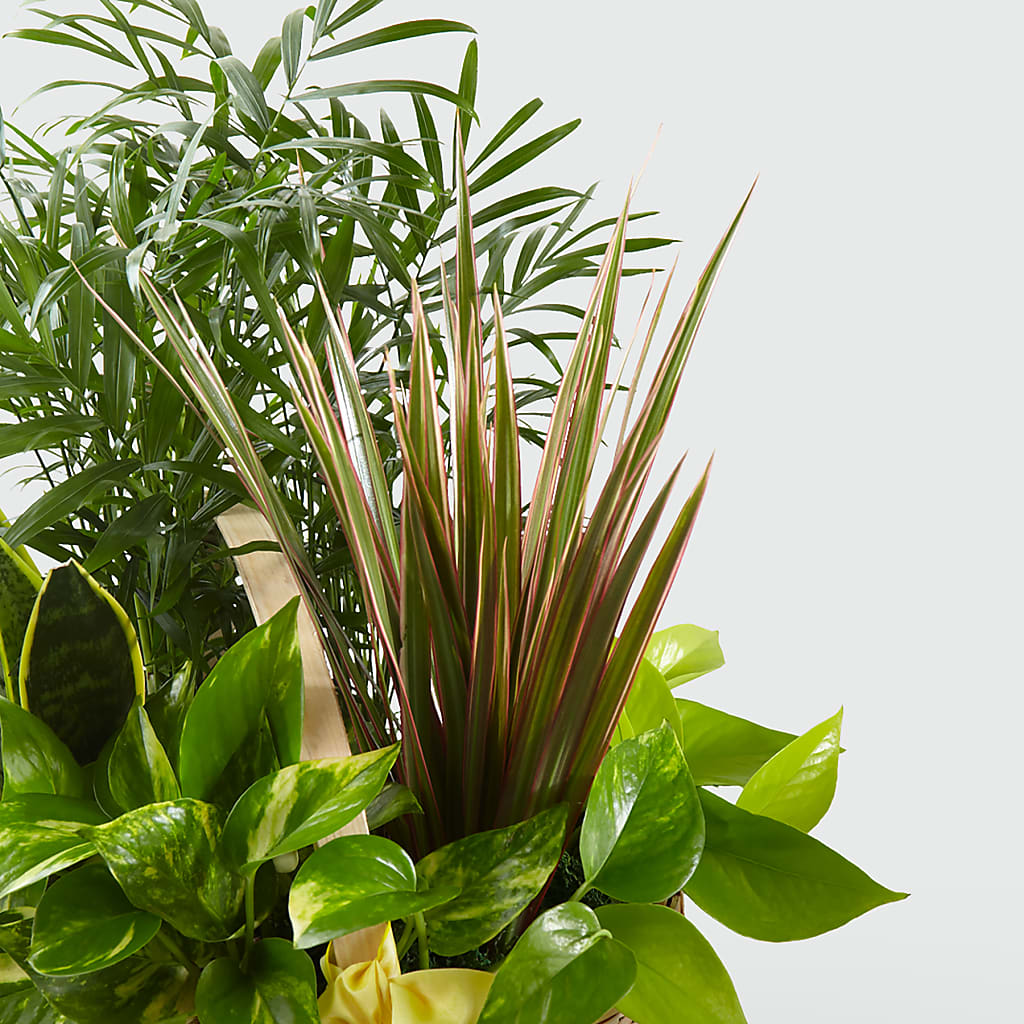 French Garden –  Yadilynn Flowers Llc, Orange CA
