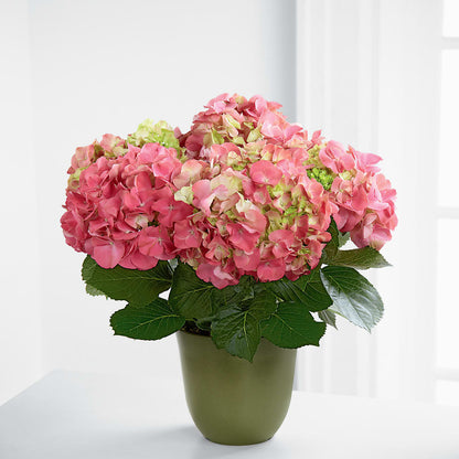 Pink Hydrangea Planter –  Yadilynn Flowers Llc, Orange CA