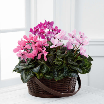 Mixed Cyclamen Planter –  Yadilynn Flowers Llc, Orange CA