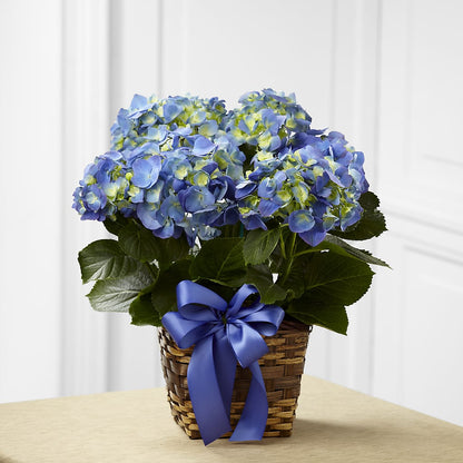 Blue Hydrangea Planter –  Yadilynn Flowers Llc, Orange CA