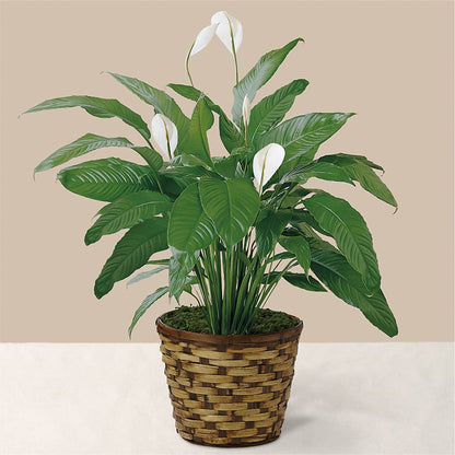 Tranquil Moments Peace Lily Plant –  Yadilynn Flowers Llc, Orange CA