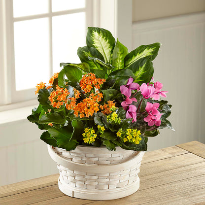 Color Crush Dishgarden –  Yadilynn Flowers Llc, Orange CA