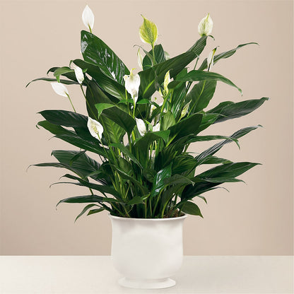 Comfort Planter –  Yadilynn Flowers Llc, Orange CA