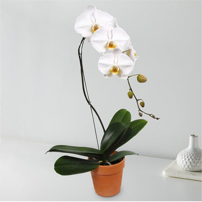 White Cascading Orchid –  Yadilynn Flowers Llc, Orange CA