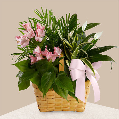 Living Spirit Dishgarden –  Yadilynn Flowers Llc, Orange CA