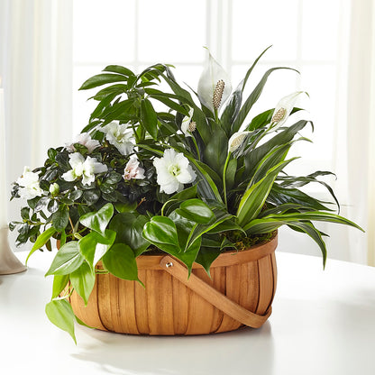 Serene Dishgarden –  Yadilynn Flowers Llc, Orange CA
