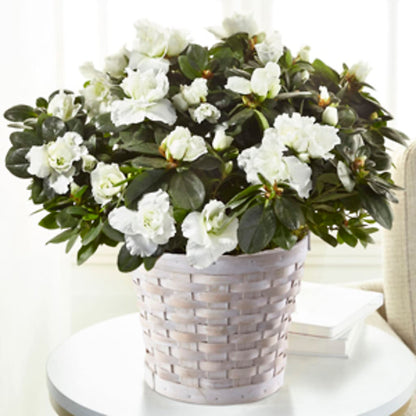White Azalea Plant –  Yadilynn Flowers Llc, Orange CA