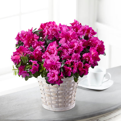 Hope & Serenity Azalea Plant –  Yadilynn Flowers Llc, Orange CA