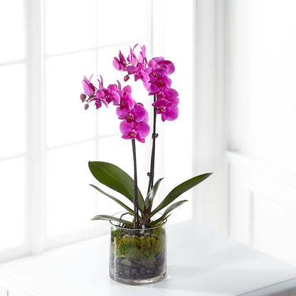 Pink Orchid Plant –  Yadilynn Flowers Llc, Orange CA