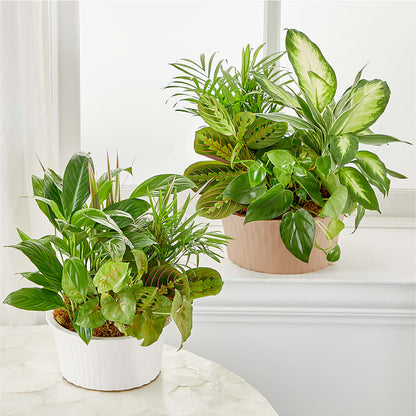Balance & Harmony Dishgarden –  Yadilynn Flowers Llc, Orange CA