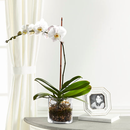 White Orchid Planter –  Yadilynn Flowers Llc, Orange CA